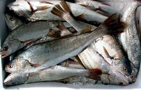 Argyrosomus regius_05